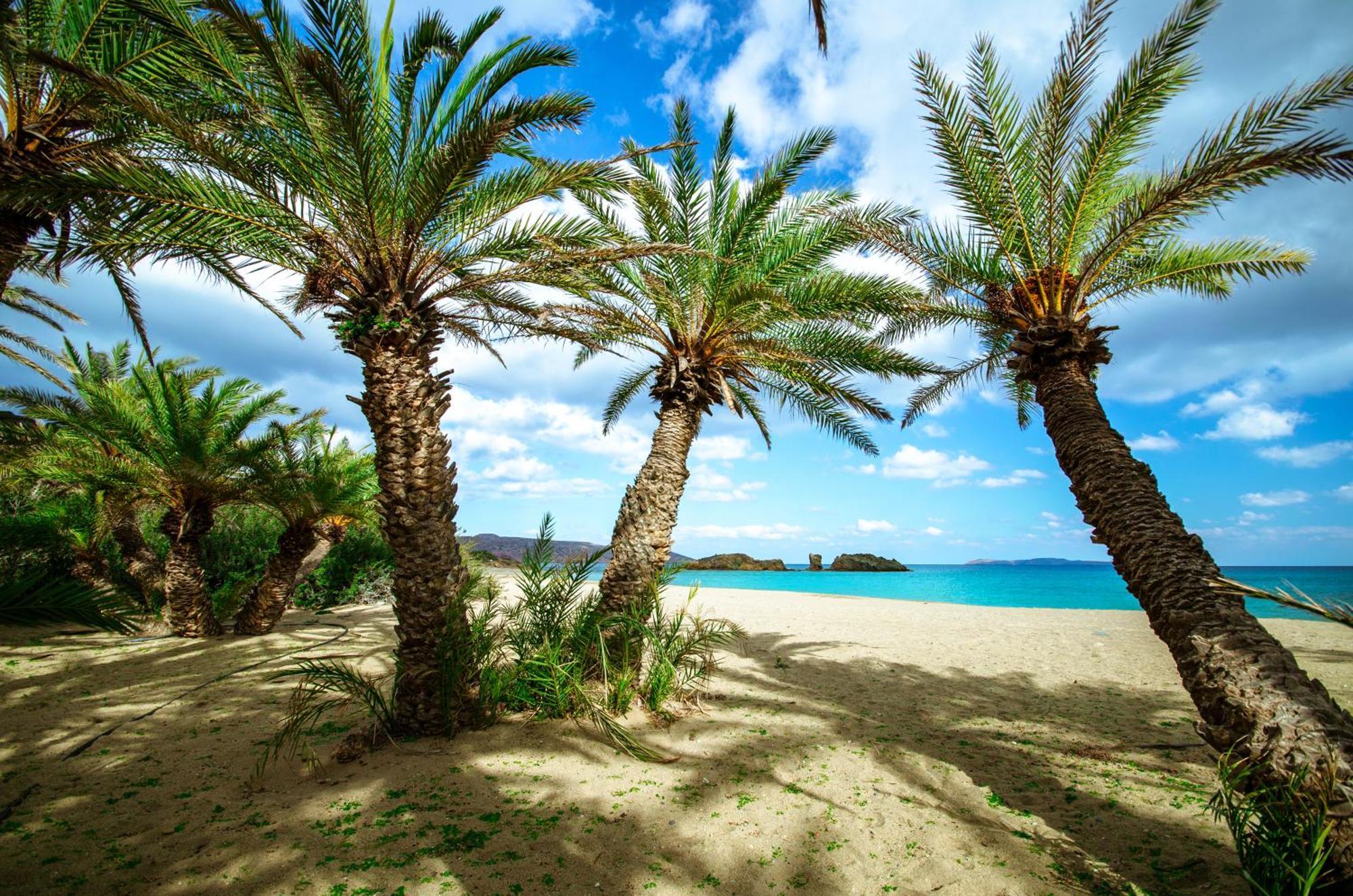 Plumeria * Sitia (Crete)